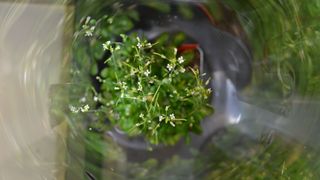 Die Modellpflanze Ackerschmalwand (Arabidopsis thaliana) in einer Röhre (Bild: Marion Rehers, Fraunhofer-Institut für Molekularbiologie und Angewandte Ökologie (IME), Aachen)