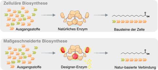 Schematische Darstellung der Biosynthese in einer Zelle (oben) und im Labor (unten). Durch das Designer-Enzym wird die Kettenlänge der Fettsäure verkürzt(Bild:  Felix Lehmann & Martin Grininger/Goethe-Universität)