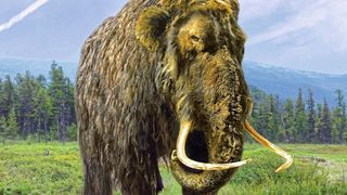 Wissenschaftler wollen mitihilfe von Mammutgenen einen kälteresistente Elefanten züchten. (©slaw1949 - stock.adobe.com)