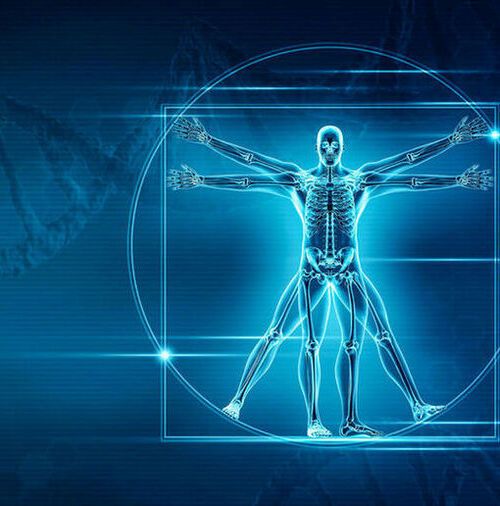 Researchers from The University of Texas at Austin and New York Genome Center have been able to pinpoint the genes that shape our skeletons, from the width of our shoulders to the length of our legs. Researchers from The University of Texas at Austin and New York Genome Center have been able to pinpoint the genes that shape our skeletons, from the width of our shoulders to the length of our legs.