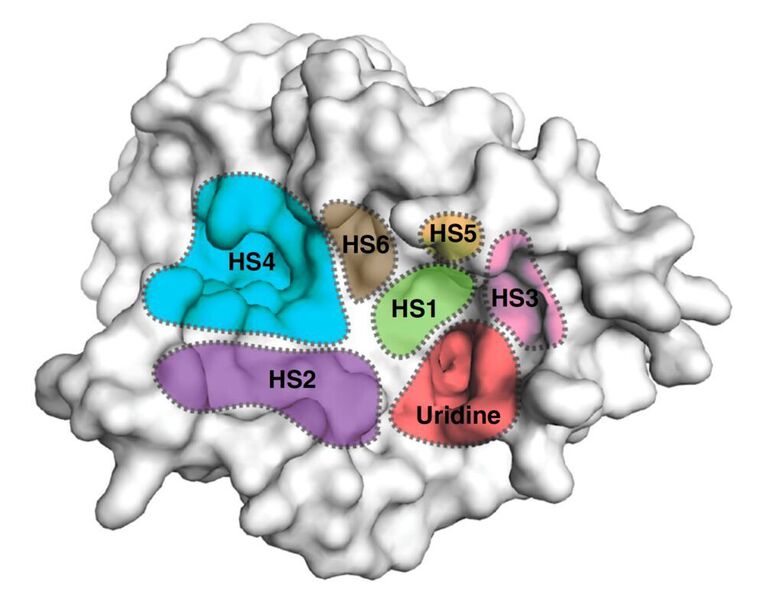 Surface representation of the MraY structure with inhibitor binding sites, or hot spots (HSs), color-coded and labelled as follows: uridine (red), uridine-adjacent (HS1; lime green), TM9b/LoopE (HS2; purple), caprolactam (HS3; pink), hydrophobic (HS4; cyan), Mg2 (HS5; gold), and tunicamycin (HS6; brown). (Mashalidis EH. et al., Nature Communications, July 2, 2019)