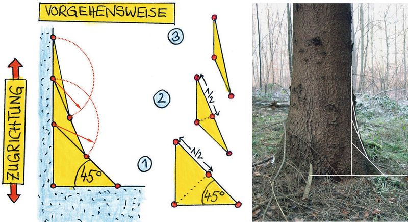 Abb. 1: Vorgehensweise der Zugdreiecksmethode und Übereinstimmung in der Natur am Wurzelanlauf einer Fichte. (KIT)