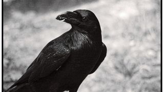 An der Uni Osnabrück und dem Max-Planck-Institut für Ornithologie wurde die Intelligenz von Rabenvögeln untersucht. Sie zeigten kognitive Leistungen wie Menschenaffen. (Bild: WascherC / Universität Osnabrück)