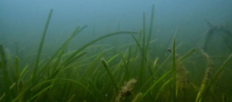 Insbesondere die Mikrobengemeinschaften auf gesunden Seegrasblättern wirken antibiotisch und können gefährliche Krankheitserreger effektiv reduzieren. Der Schutz und die Wiederherstellung von Seegraswiesen ist daher wichtiger denn je. (Bild:  Jana Schuster, Uni Oldenburg)