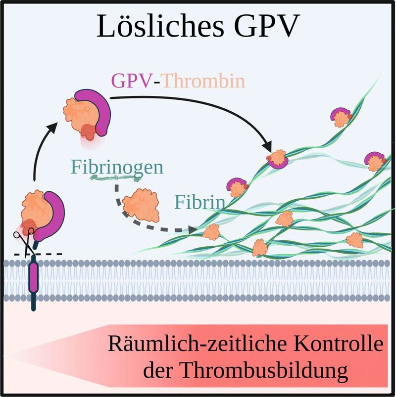 Zusammenfassende Skizze: GPV wird durch Thrombin geschnitten, bleibt an dieses gebunden und lokalisiert zusammen mit Thrombin an Fibrin. Fibrinbildung wird dadurch reduziert. So kontrolliert GPV räumlich-zeitlich die Thrombusbildung. 