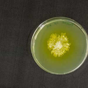 Schimmelpilze – wichtige Helferfür die Verfahrenstechnik