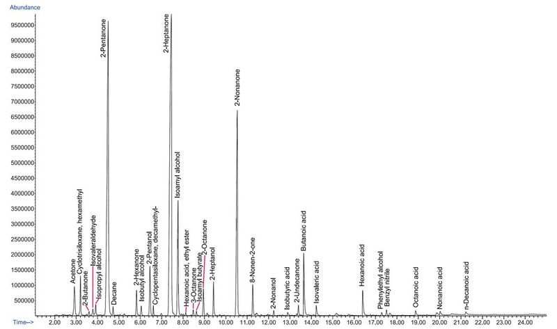 Abb. 5: Gesamtionenchromatogramm nach TF-SPME (3 Std., 40 °C) von Blauschimmelkäse. (Bild: Gerstel)