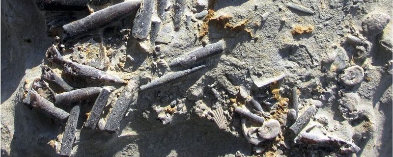 Die Belemniten (Kopffüßer aus dem Mesozoikum) im Bild stammen aus Peniche in Portugal. Sie lebten während einer Wärmekrise vor ca. 183 Millionen Jahren und sind nur halb so groß wie ihre Artgenossen direkt vor und nach der Krise.(Bild:  Kenneth De Baets)