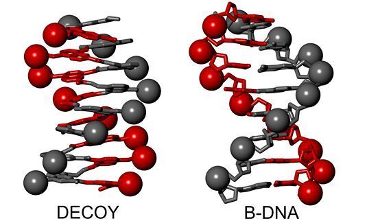 Representations of a B-DNA double helix and a single helical foldamer mimic. (Ivan Huc, LMU)