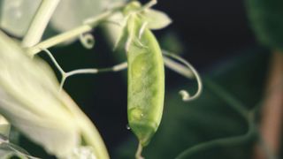 Die bis in die Wolken wachsende Bohnenranke aus dem Märchen soll als Inspiration für den Namen „Elastic Beanstalk“ gedient haben. (Bild: gryffyn m (@botanicalnature))
