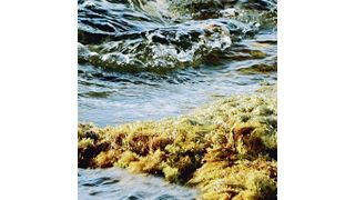 Meere und Ozeane sind der größte Wasserspeicher der Erde. Ihr Wasser wird bereits seit Jahrzehnten durch Entsalzen in großem Umfang trinkbar gemacht. (Bild: BASF)