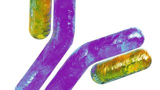 Monoklonale Antikörper haben Forschung und Diagnostik revolutioniert. Dennoch werden immer wieder unerwartete und unerwünschte Bindungsaktivitäten monoklonaler Antikörper beobachtet.  (©ustas - stock.adobe.com)