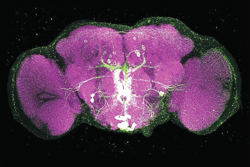Bild eines Drosophila-Gehirns: Magenta eingefärbt sind unbeteiligte Synapsen im Gehirn der Fliege. Die grün hervorgehobenen Nervenzellen nutzen den Botenstoff Octopamin, um Signale aus dem Stammhirn der Fliege zu übertragen. Die grünen und weissen Färbungen zeigen damit Signalwege im Gehirn der Fliege. (Anja Friedrich / TUM)