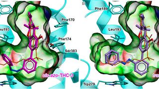 Zwei lichtempfindliche THC-Derivate und wie sie sich im Cannabinoid-Rezeptor-1 einbetten.  (aus Westphal MV et al, J. Am. Chem. Soc., 2017, 139 (50), pp 18206–18212.)