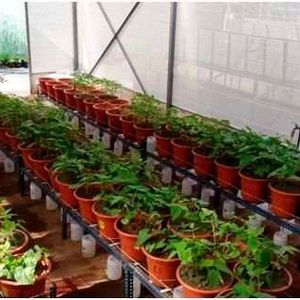 One experiment consisted of cultivating tomato and bean plants in two agricultural soils with very different characteristics.