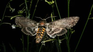 Macht seinem Namen alle Ehre: Manduca sexta (Manduca: lat. Vielfraß). Ein Weibchen des Tabakschwärmers Manduca sexta legt seine Eier auf den Blättern einer Tabakpflanze ab, nachdem es zuvor deren Blüten bestäubt hat. Aus dem vermeintlichen Freund wird somit ein Feind, denn aus den Eiern schlüpfen später hungrige Raupen, die sich zu Fressmaschinen entwickeln können. (Bild: Danny Kessler, MPI chem. Ökol.)