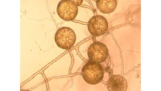 The vast underground network of fungi beneath our feet stores over 13 gigatons of carbon around the world. (Source: University of Sheffield)