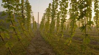 Über 99 Prozent des Hopfens werden von der Brauwirtschaft nachgefragt. 150 bis 400 g des „Grünen Goldes“ werden pro Hektoliter Bier verarbeitet. (Bild: Siemens)