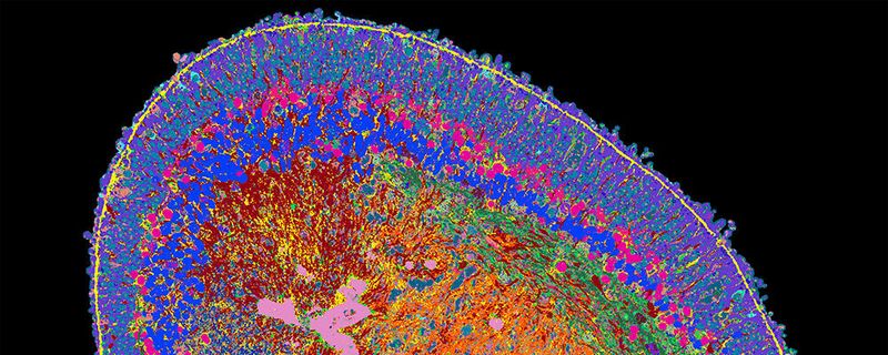 Ausschnitt aus einem Querschnitt eines Netzhaut-Organoids. Unterschiedliche Proteine sind mit unterschiedlichen Farben sichtbar. Ausschnitt aus einem Querschnitt eines Netzhaut-Organoids. Unterschiedliche Proteine sind mit unterschiedlichen Farben sichtbar.