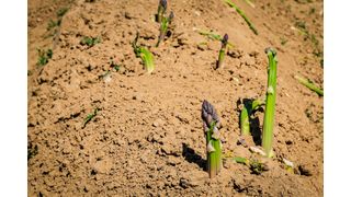 Der Prototyp des von der TU München entwickelten Ernteroboters erkennt und lokalisiert reifen grünen Spargel.  (Bild: Pixabay/gemeinfrei)