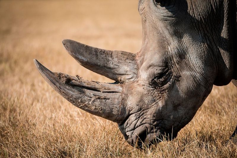 Creating fake rhino horn with horse hair to help save the endangered rhino. (Pulbic Domaine)