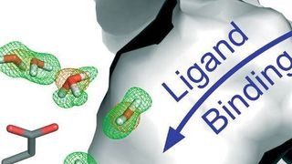 Solange kein Bindungspartner verfügbar ist, belegen Wassermoleküle die Bindungstasche des Proteins (Ausschnitt). (AG Klebe, Universität Marburg)