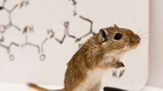 The research was conducted with Mongolian gerbils, rodents that form lasting pair bonds and raise their pups together. The work showed the nuanced effects of testosterone, depending on context. It also revealed how testosterone influences the neural activity of oxytocin cells, the so-called love hormone associated with social bonding. (Source: Aubrey Kelly)