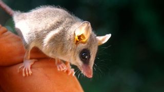 A mouse opossum (Gracilinanus agilis) lives near a dimishing forest at Limoy Biological Reserve, department of Alto Paraná, in eastern Paraguay. (Source: Noé de la Sancha)