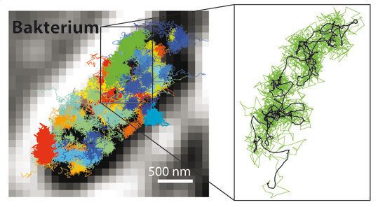Mit MINFLUX lassen sich Bewegungen zeitlich genauer verfolgen als mit der STED- oder PALM/STORM-Mikroskopie. Dadurch ist es möglich, sehr viel schnellere Bewegungen einzelner fluoreszenzmarkierter Moleküle in einer lebenden Zelle sichtbar zu machen. Links: Bewegungsmuster von 30S-Ribosomen (Bestandteile von Proteinfabriken, farbig) im Bakterium E. coli (schwarz-weiß). Rechts: Bewegungsmuster eines einzelnen 30S-Ribosoms (grün) vergrößert dargestellt. (© Yvan Eilers / Max-Planck-Institut für biophysikalische Chemie)