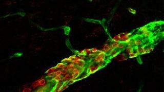 Ein Blutgefäß im Gehirn: Entgegen der gängigen Lehrmeinung dringen die neutrophilen Granulozyten (rot) nicht in das Gehirngewebe ein. (Bild: WWU - Lydia Sorokin)