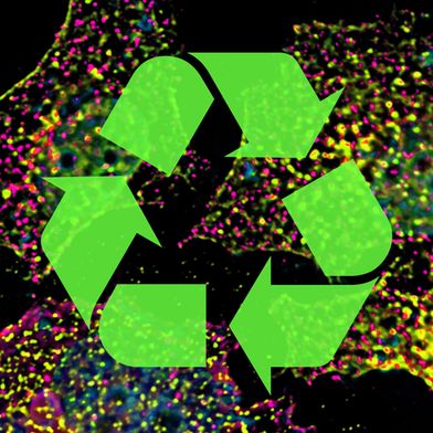 Sortierende Endosomen (grün) und Recycling-Vesikel (magenta) in menschlichen Zellen. (Bild: Biozentrum, Universität Basel)