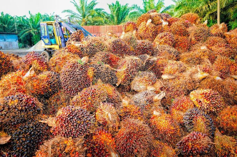 Als einer der weltweit führenden Verarbeiter für Palmprodukte hat sich BASF verpflichtet, regelmäßig über den Fortschritt und die Zusammenarbeit entlang der Wertschöpfungskette zu berichten. (gemeinfrei)