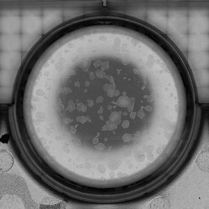 Humane iPS-Stammzellkolonien: Gezeigt wird eine mikroskopische Aufnahme eines einzelnen Wells einer 6-well-Mikrotiterplatte in 4-facher Vergrößerung, aufgenommen mit einer Geschwindigkeit von 34 mm/s. Das Übersichtsbild ist dabei aus dem Stitching von 120 Einzelbildern entstanden.