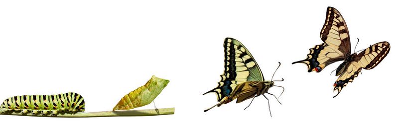 Die Digitale Transformation ist wie die Verwandlung eines Schmetterlings.(Bild:  JPS - stock.adobe.com)