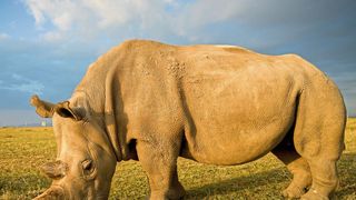 Nashornweibchen Najin im Ol Pejeta Conservancy in Kenia (Ami Vitale)