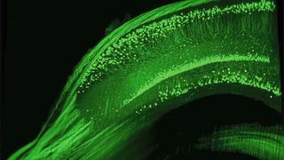 Querschnitt durch den Hippocampus einer Maus. Nach der Gabe von Erythropoietin weisen die Tiere mehr Nervenzellen in dieser für Lernen und Gedächtnis zentralen Gehirnregion auf.  (MPI f. Psychiatrie)