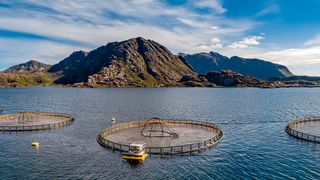 Mittlerweile stammen rund 90% der Lachse in unseren Kühlregalen aus Aquakulturen, also künstlichen Zuchtbecken in Flüssen und Meeren. In Deutschland kommen die meisten Lachse aus Norwegen. Bis zu 200.000 Lachse tummeln sich in einem Zuchtbecken. (Symbolbild) (Andrey Armyagov / AdobeStock)