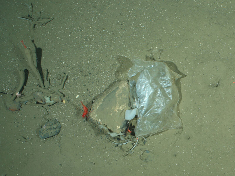 Plastiktüte in 2500 Meter Tiefe (Aufnahme aus der Framstraße, einem Seeweg zwischen dem Nordatlantik und dem Arktischen Ozean) (Melanie Bergmann, OFOS, Alfred-Wegener-Institut)
