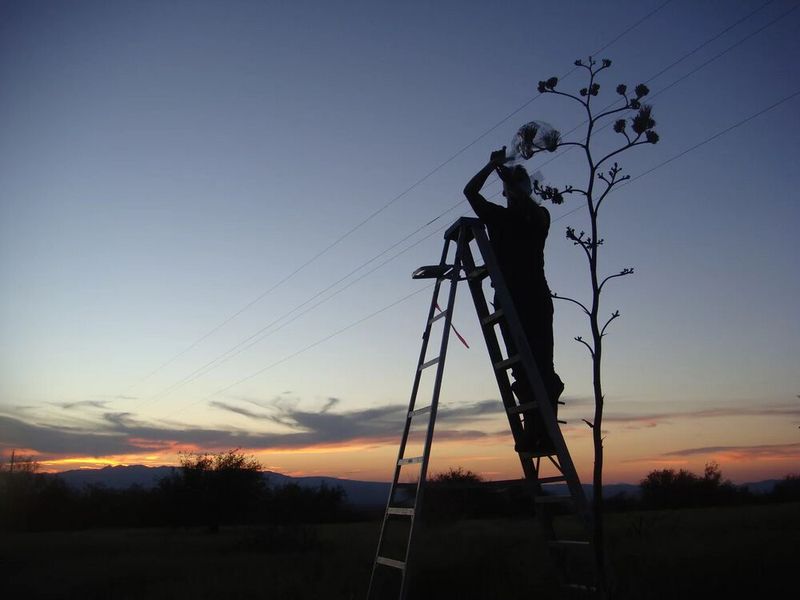 Um den nächtlichen Duft der Agavenblüten einzufangen, wurden bei Sonnenuntergang einzelne Dolden an dem bis zu fünf Meter hohen Blütenstand in Folienbeutel eingeschlossen und mit einem mobilen Duftsammelsystem verbunden.