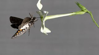 Ein Tabkschwärmer (Manduca sexta) saugt Nektar aus der Blüte des Tabaks Nicotiana alata. Die Länge des Blütenkelchs passt perfekt zur Saugrüssellänge der Motte. (Bild: Anna Schroll)