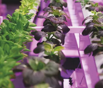 Definiertes Lichtspektrum Bei Leds Fordert Das Pflanzenwachstum