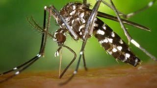 Die Asiatische Tigermücke kann auch bei relativ milden Temperaturen von 18°C gefährliche Chikungunya-Viren vermehren. Somit wäre auch in Deutschland eine Ausbreitung dieses Krankheitserregers denkbar. (gemeinfrei)