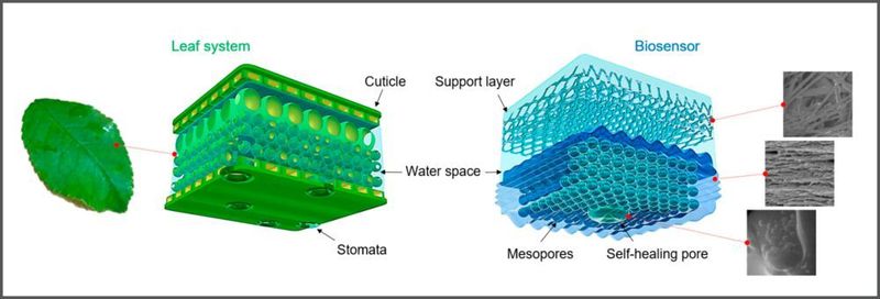 Zellulose als Material: Die Grafik zeigt die Struktur des Biosensors, welche sich an der Struktur eines Blattes orientiert. (TU Berlin)