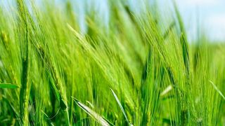 Syngenta hat die Übernahme von Valagro bekannt gegeben, einem führenden Hersteller biologischer Pflanzenschutzmittel mit Hauptsitz im italienischen Atessa. (gemeinfrei)