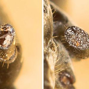 Links eine frische Verletzung, rechts der Zustand eine Stunde nach der Behandlung. Die Wundfläche erscheint wie versiegelt.(Bild:  Erik Frank / Universität Würzburg)
