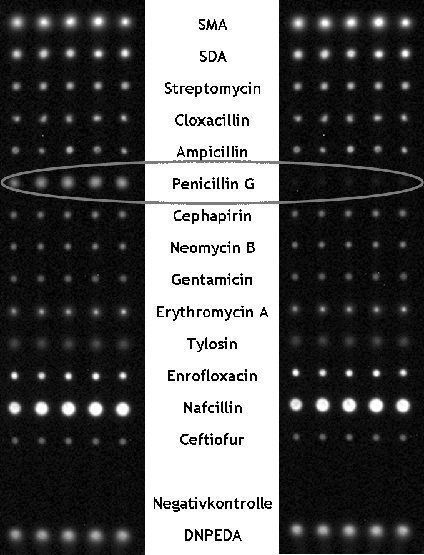 Abb. 3: Chemilumineszenz-Bild eines Antibiotika-Mikroarrays nach Analyse mit einer Antibiotika-freien (links) und einer mit 560 µg/L Penicillin G (MRL: 4 µg/L) kontaminierten Milch (rechts).  (Bild: TU München)
