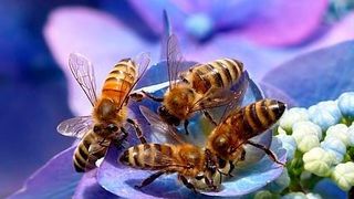 In dem für dieses Thema gewählten Projekt soll das Gewicht von Bienenstöcken gemessen werden. Dafür gibt es mehrere Use-Cases.  (Pixabay)