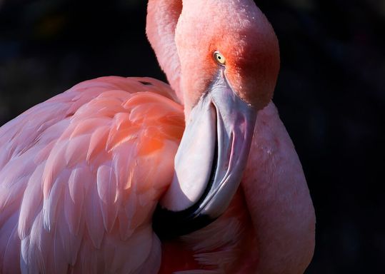 Die Schadstoff-Anreicherung in Feuchtgebieten gefährdet die Gesundheit von Flamingos Die Schadstoff-Anreicherung in Feuchtgebieten gefährdet die Gesundheit von Flamingos