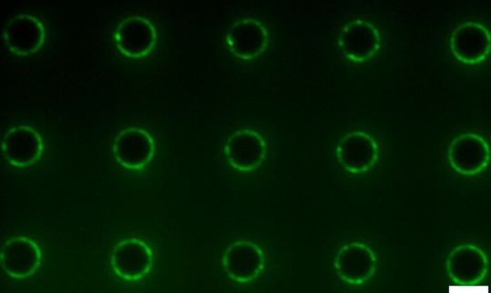 Fluorescence image of amphiphiles concentrated at the edges of micropillars on a microstructured surface. Fluorescence image of amphiphiles concentrated at the edges of micropillars on a microstructured surface.