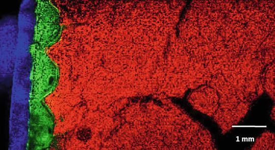 MS-Imaging eines Querschnitts durch einen Gouda-Laib.(Bild:  Julia Kokesch-Himmelreich)